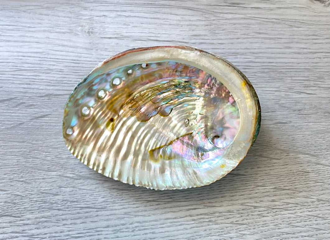 Abalone Shell